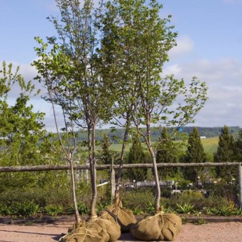 Tree Trimming in Mansfield