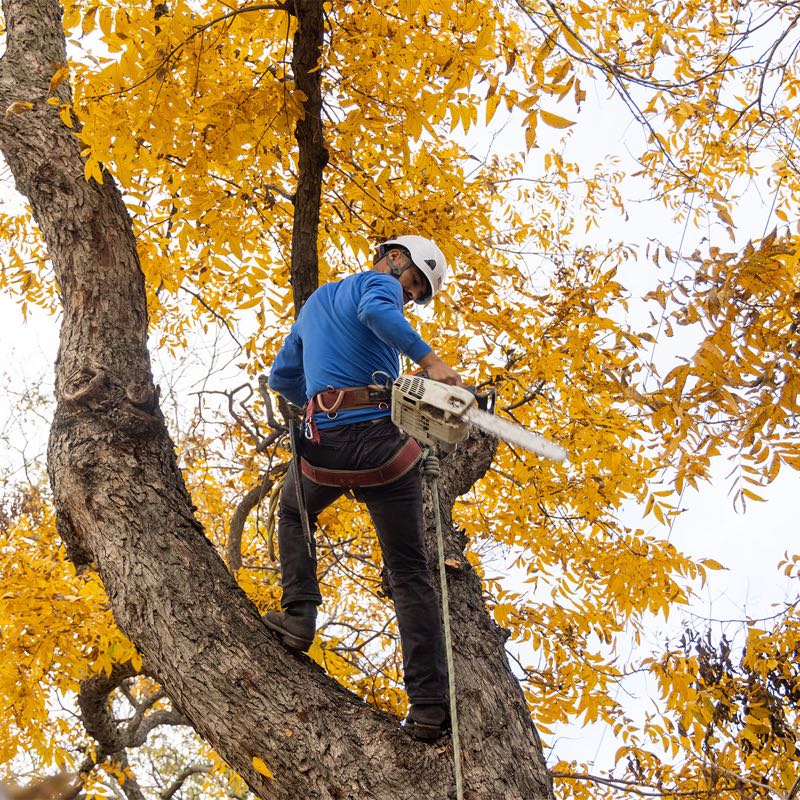 Tree Trimming Project near Arlington