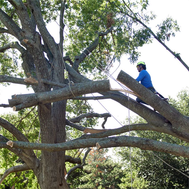 Tree Trimming Project near Grand Prairie