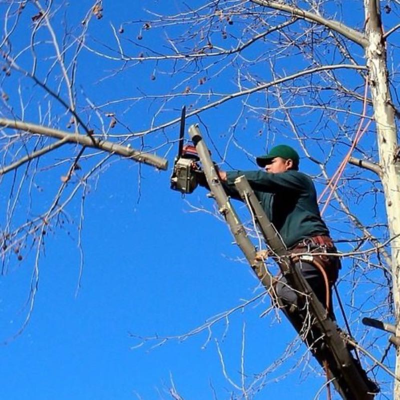 Tree Removal near Grand Prairie