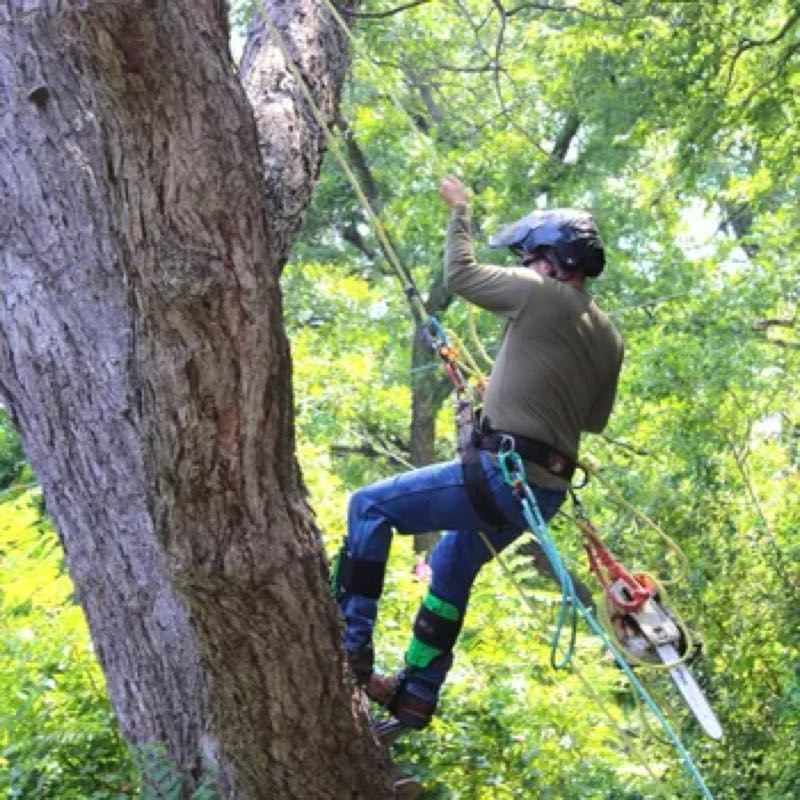 Tree Trimming Project near Cleburne