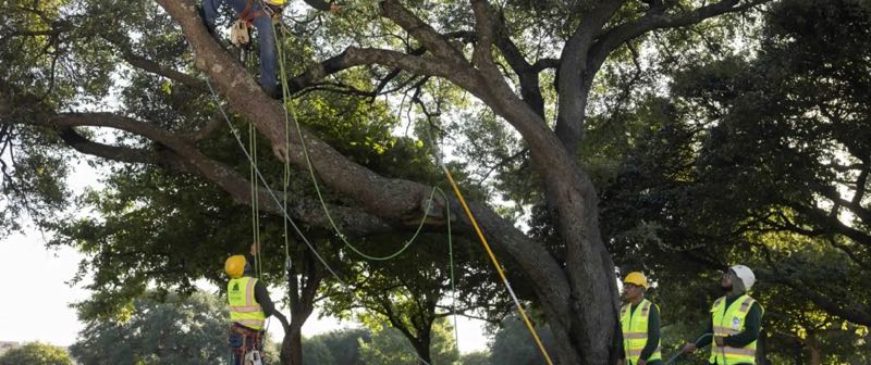 Tree Removal near DeSoto