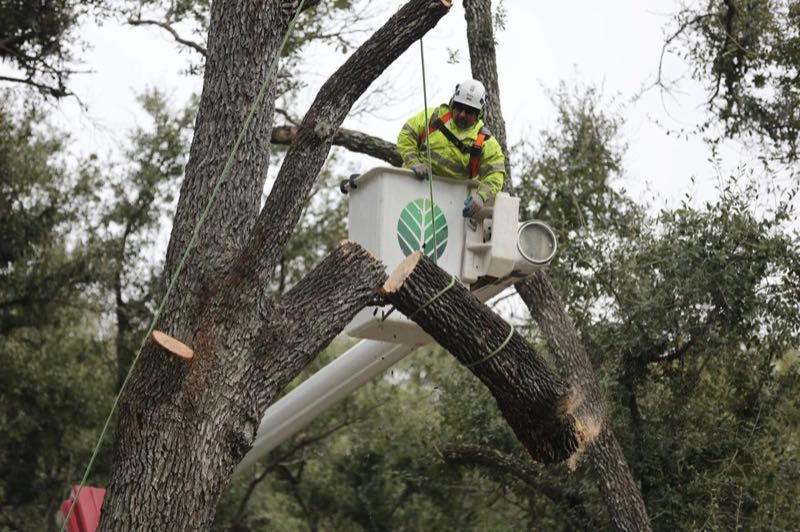 Tree Trimming Project near Glenn Heights