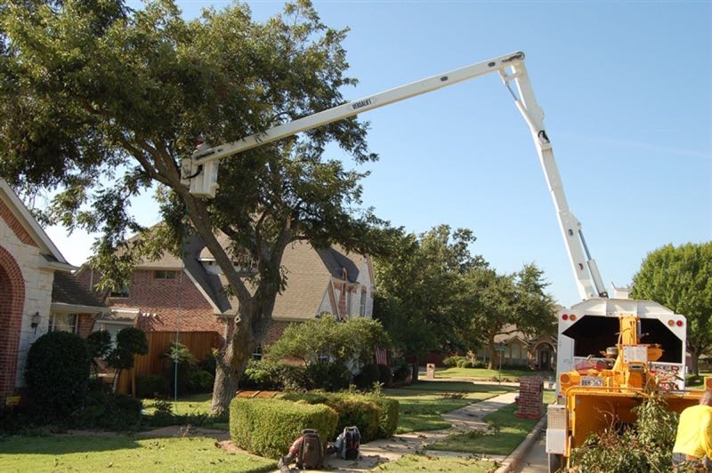 Large Oak Trimming in Mansfield