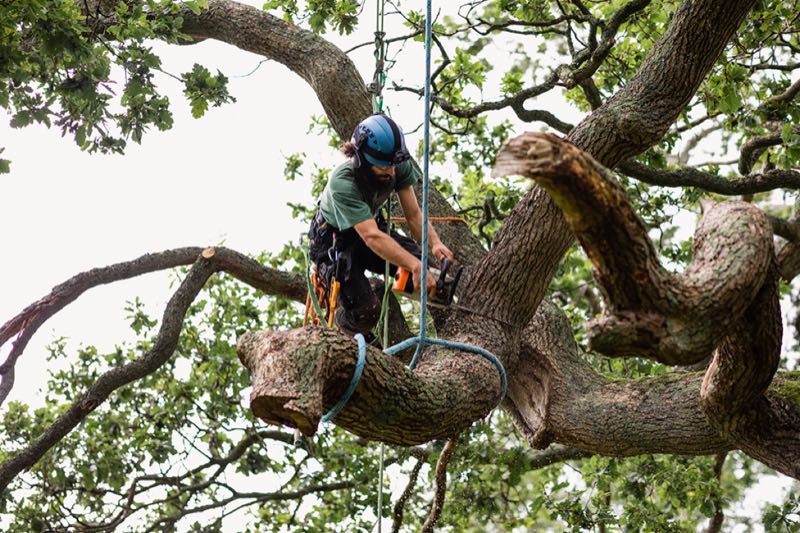 Canopy Trimming in Mansfield